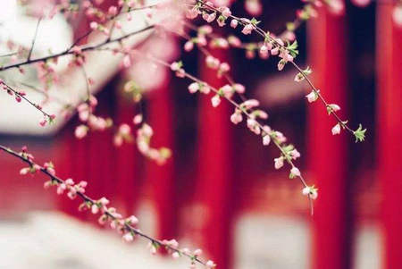那时的花开，那年的雨落，是我久久珍藏渗入骨血的依恋