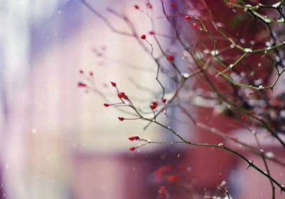 过完这个冬天,明年依旧春暖花开