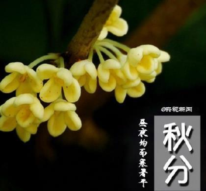 描写田园生活的句子 风华是一指流砂，苍老是一